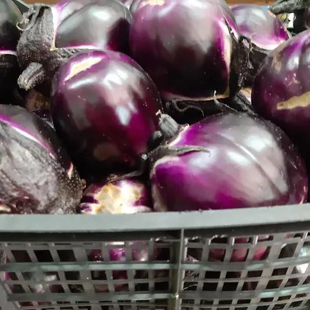 Agrisole Çiftlik konaklama